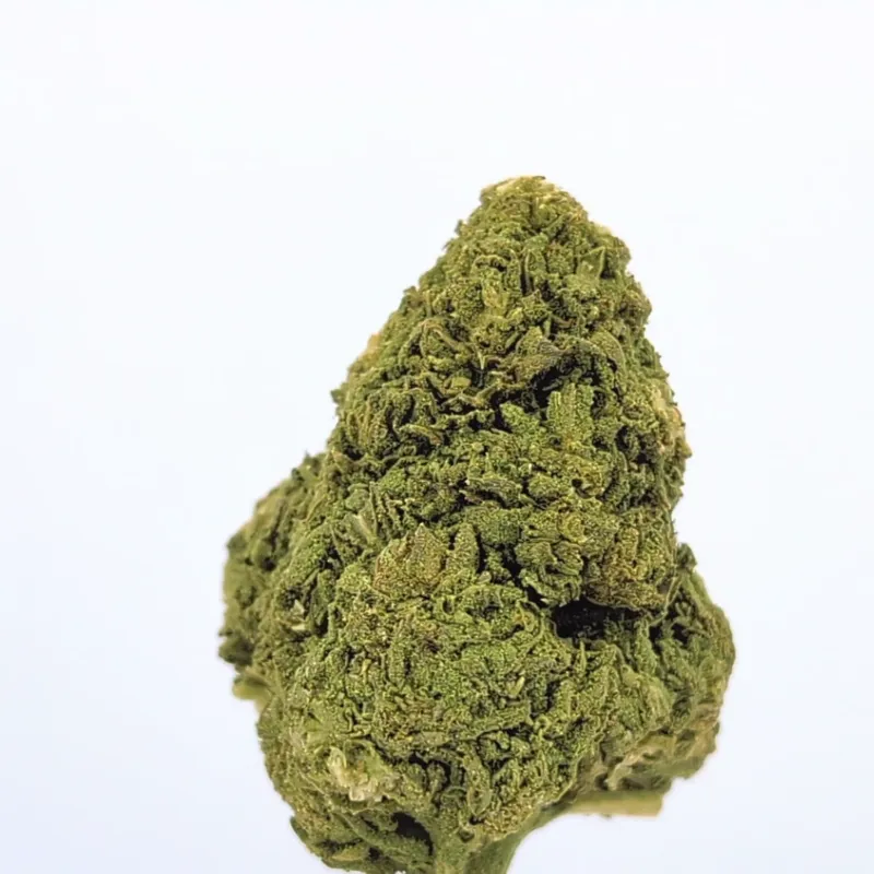 Blüten der Sorte Gorilla Glue aus der Nähe fotografiert
